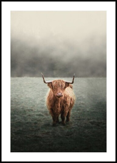 Yak in The Field Plakat Plakat / 40x50cm