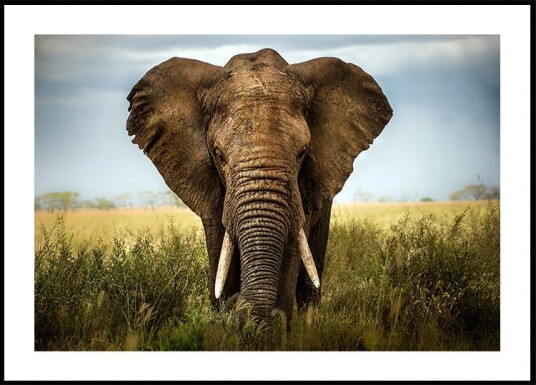 Encounters in Serengeti Plakat / 100x150cm Encounters in Serengeti Plakat / 100x150cm