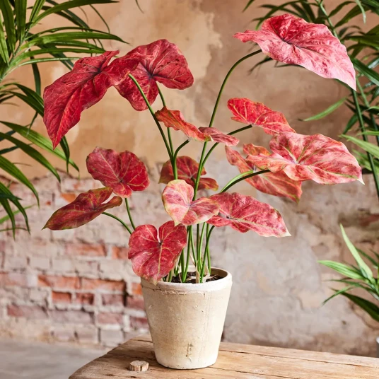 Mr Plant Caladium Potteplante 80 cm Rosa Mr Plant Caladium Potteplante 80 cm Rosa