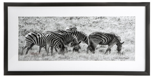 Bilde m/sort ramme fotoprint av sebra sort/hvit H:35 B:70cm
