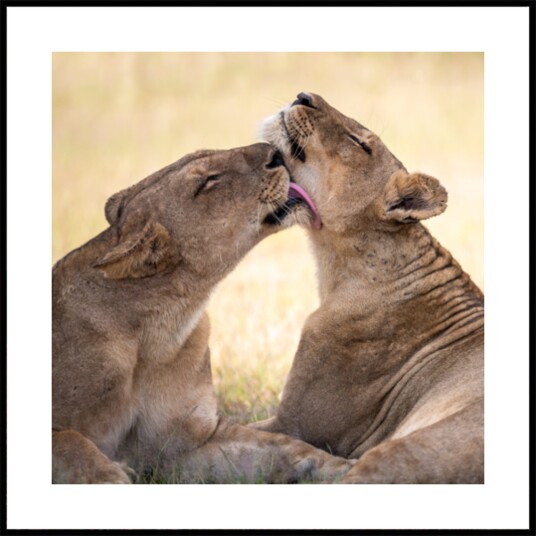 African Lion Bond Plakat / 100x100 African Lion Bond Plakat / 100x100
