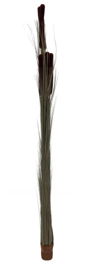 Europalms Reed Grass Cattails Dark-Brown, 152cm Europalms Reed Grass Cattails Dark-Brown, 152cm