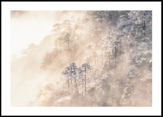Pinus taiwanensis in the clouds Plakat Plakat / 40x50cm