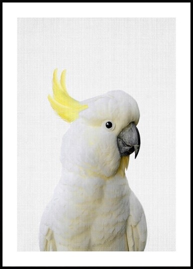 Peekaboo Cockatoo Poster Plakat / 40x50cm