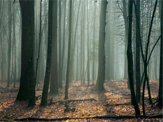 Fototapet Witches' Forest 350x270 - Artgeist sp. z o. o.