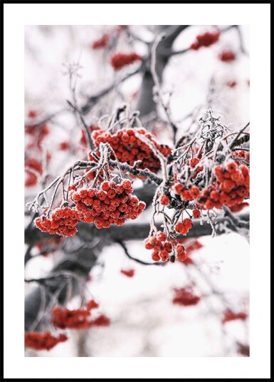 Frosted Red Berries on Winter Branches Plakat Plakat / 100x150cm