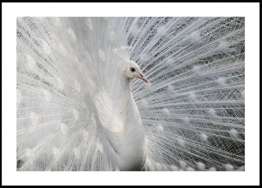 As white as snow Plakat Plakat / 30x40cm As white as snow Plakat Plakat / 30x40cm