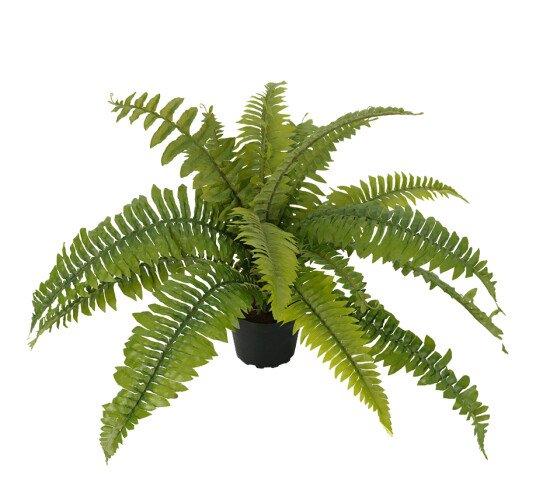 Mr. Plant Ormbunke