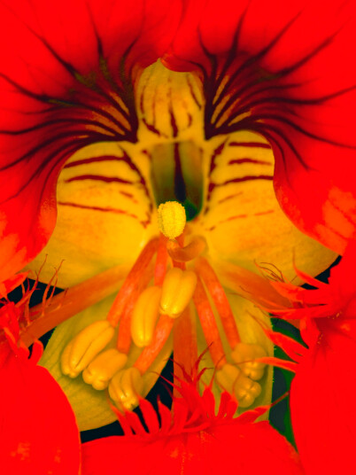 Tropaeolum av Pauline Snoeijs