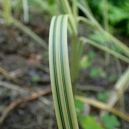 Sumpplante "Glyceria maxima 'Variegata'" Sumpplante "Glyceria maxima 'Variegata'"