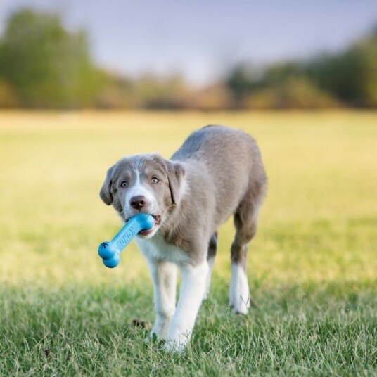 Kong Puppy Tyggebein Small Kong Puppy Tyggebein Small