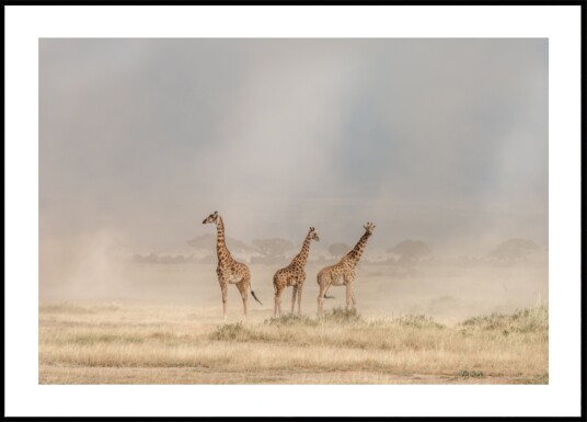Giraffes in Golden Dust Plakat / 50x70