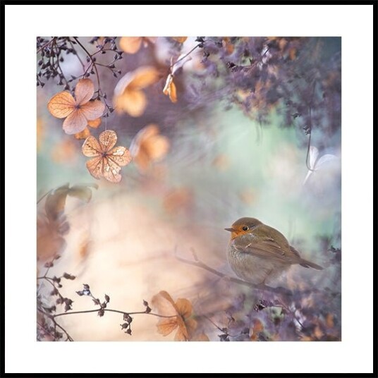 Hydrangea fantasy Poster Plakat / 40x40cm Hydrangea fantasy Poster Plakat / 40x40cm
