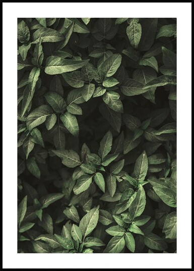 Garden Green No. 1 Plakat Plakat / 100x150cm
