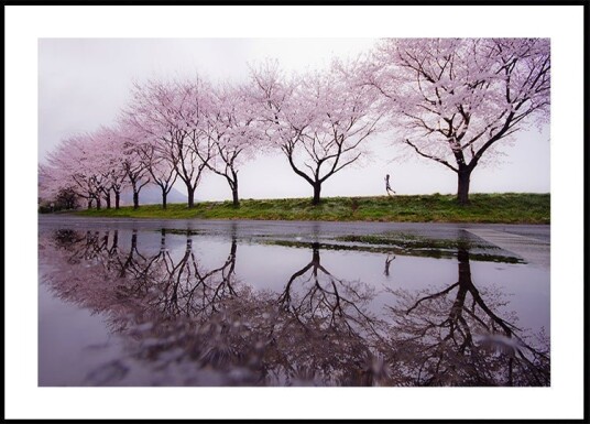 Rain of spring Plakat / 40x50cm Rain of spring Plakat / 40x50cm
