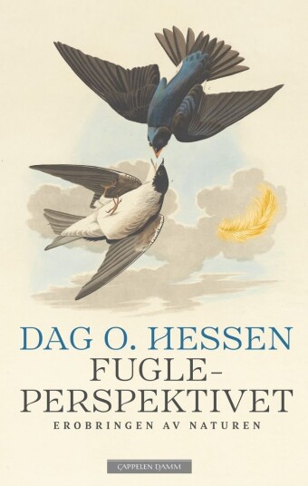 Fugleperspektivet Fugleperspektivet
