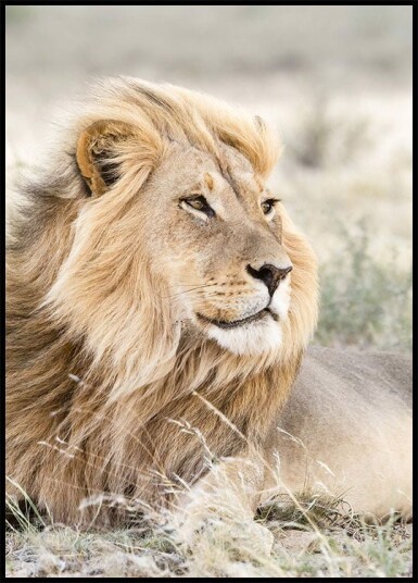 Lion on the Savannah Plakat Plakat / 21x30cm