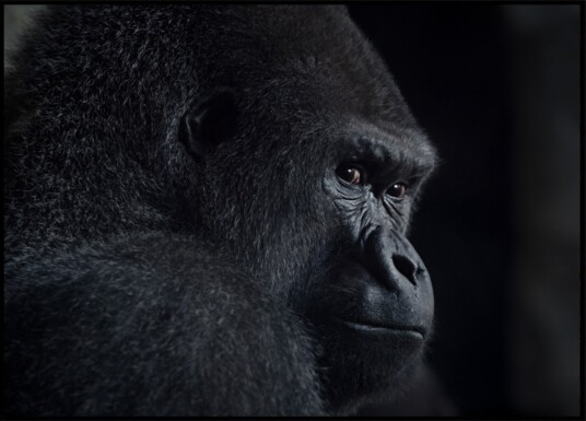 Pensive Gorilla Profile Plakat / 21x30