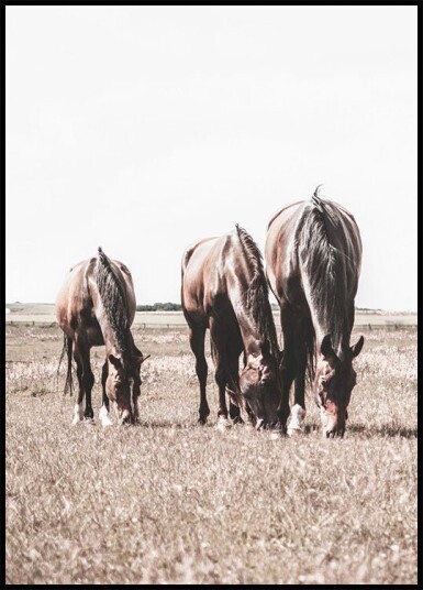 Three Brown Horses Plakat Plakat / 40x50cm