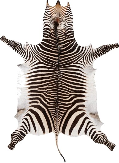 Sebraskinn Zebra