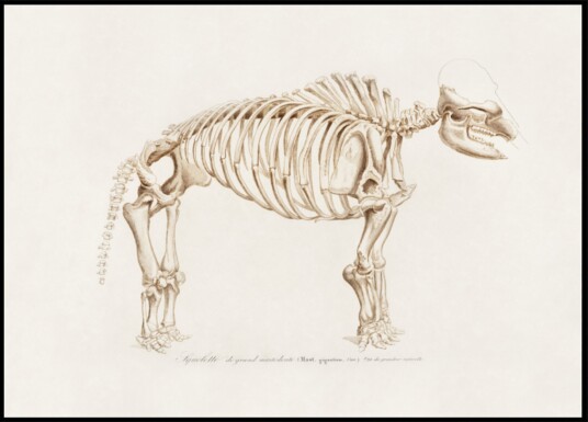 Mamoth mammut Plakat / 70x100 Mamoth mammut Plakat / 70x100