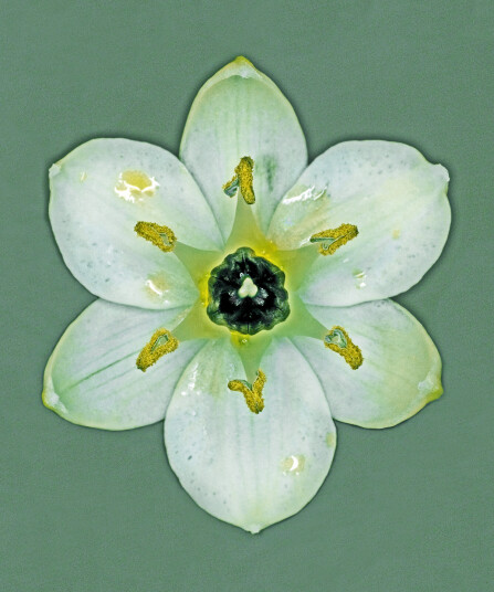 Ornithogalum Arabicum av Pauline Snoeijs