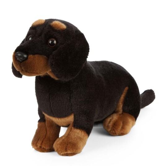 Hund Bamse Dachshund | Living Nature