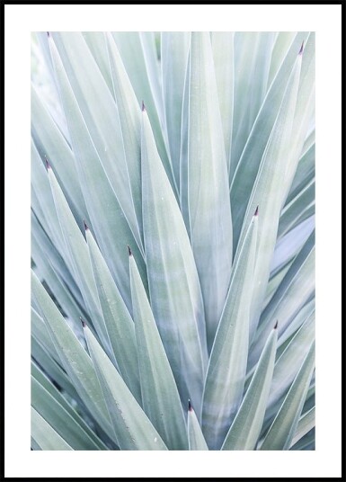 Azure Agave Dance Plakat / 21x30cm