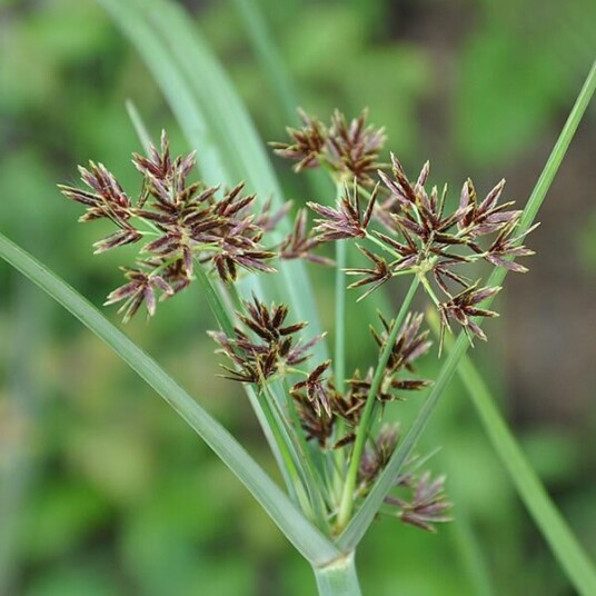 Sumpplante "Cyperus longus"