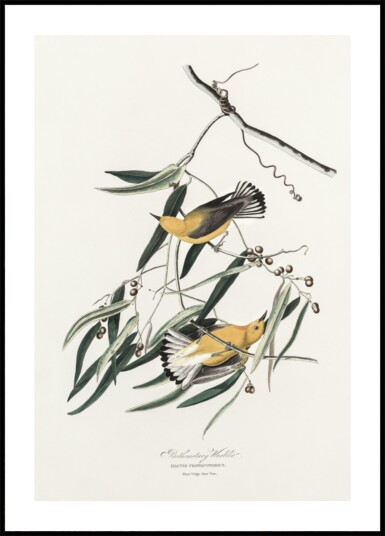 Prothonotary Warbler From Birds of America 1827 Plakat / 50x70