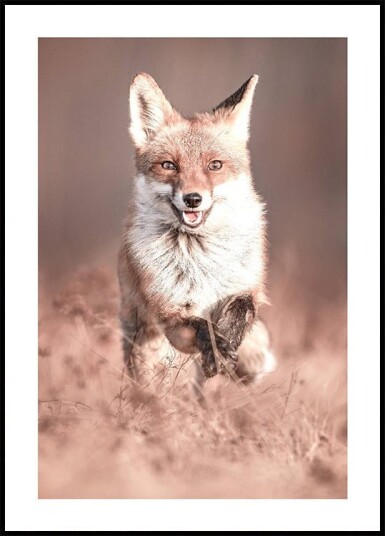 Smiling Fox Plakat Plakat / 50x70cm