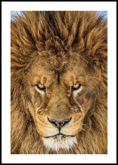 Serious Lion Plakat / 70x100cm Serious Lion Plakat / 70x100cm