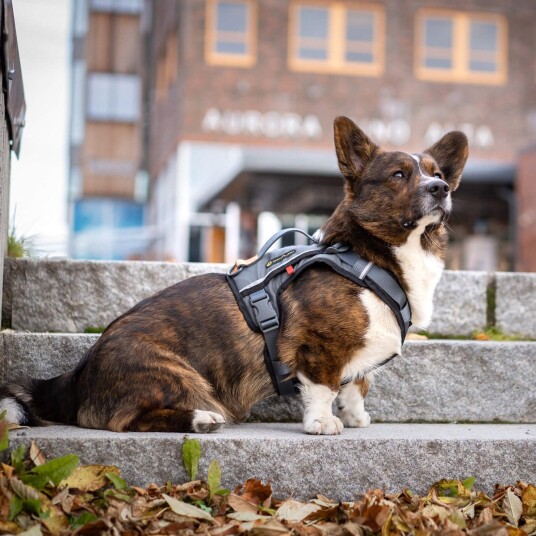 Seleverkstedet Comfort Dog Harness Xs X