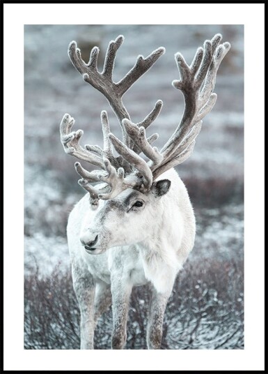 Winter Reindeer in Frosty Landscape Plakat Plakat / 21x30cm