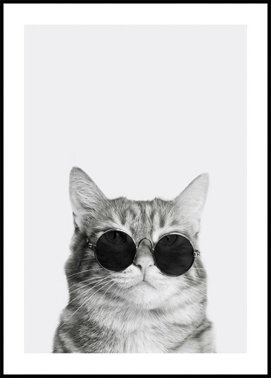 Cat in Sunglasses №2 Plakat Plakat / 30x40cm