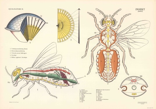 Plakat Insektanatomi Illustrasjon