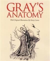 Grays Anatomy Av Henry Gray Grays Anatomy Av Henry Gray