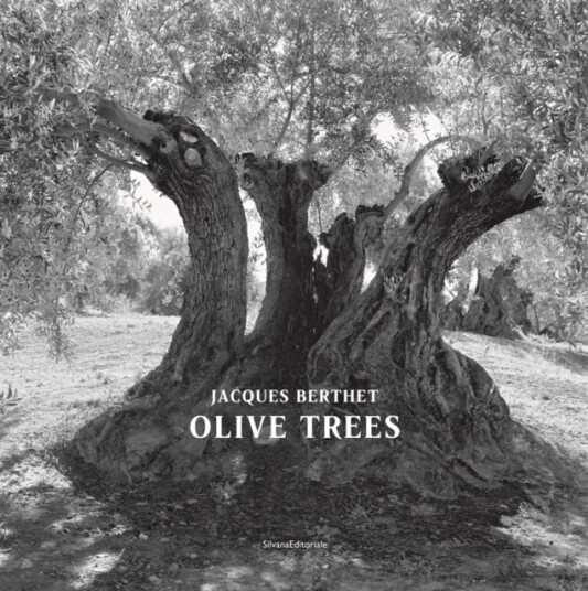 Olive Trees Olive Trees