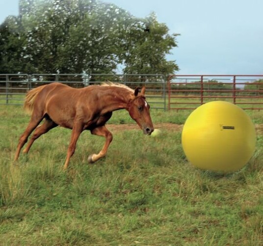 Holland Animal Care Maximus  "Power" spille ball for hester - 100 cm