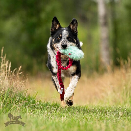 Doggie-Zen Doggie-Zen Korthåret Elastisk Belønningsleke I Fuskepels M Doggie-Zen Doggie-Zen Korthåret Elastisk Belønningsleke I Fuskepels M