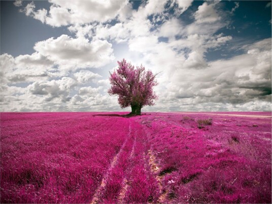 Fototapet Magenta Eng 350x270 - Artgeist sp. z o. o.