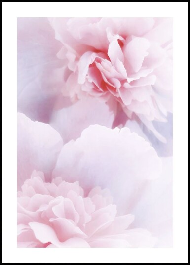 Pink Peonies Plakat Plakat / 30x40cm