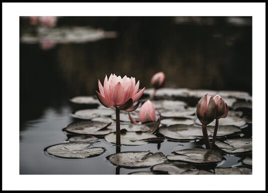 Pink Lotus Flowers Plakat Plakat / 50x70cm Pink Lotus Flowers Plakat Plakat / 50x70cm