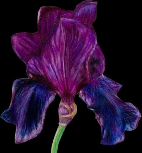 Kort Med Konvolutt Sb14 Purple Iris