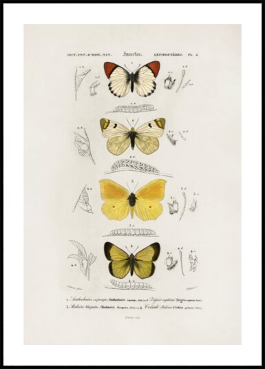 Different Types of Butterflies Plakat / 30x40 Different Types of Butterflies Plakat / 30x40