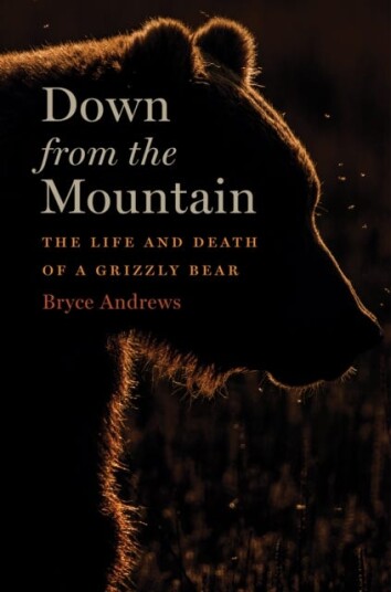 Down From The Mountain  The Life and Death of a Grizzly Bear