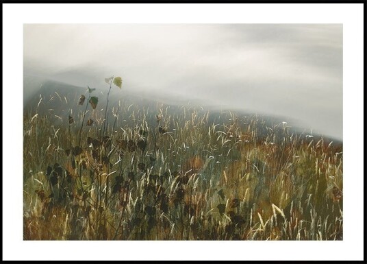 In the field Poster Plakat / 70x100cm