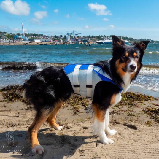 Redningsvest Hund Flytevest