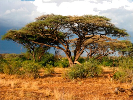 Fototapet Samburu National Reserve Kenya 200x154 - Artgeist sp. z o. o.
