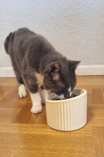 Jotex Matskål For Hund/Katt Naturhvit Slurp 213250801L